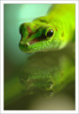 Animaux