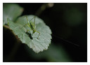 Macro